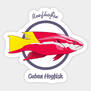 Cuban Hogfish Sticker